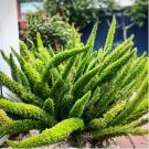 Garden Foxtail Fern Bonsai 100 PCS Seeds
