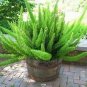 Garden Foxtail Fern Bonsai 100 PCS Seeds