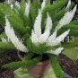 Garden Foxtail Fern Bonsai 100 PCS Seeds