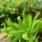 Garden Foxtail Fern Seeds Dark Green White Colors 100 PCS Seeds