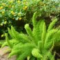 Garden Foxtail Fern Seeds Dark Green White Colors 100 PCS Seeds