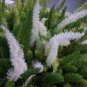 Garden Foxtail Fern Seeds Dark Green White Colors 100 PCS Seeds