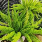 Garden Foxtail Fern Bonsai 100 PCS Seeds