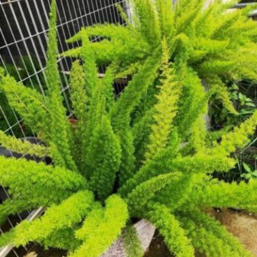 Garden Foxtail Fern Bonsai 100 PCS Seeds