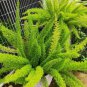 Garden Foxtail Fern Bonsai 100 PCS Seeds