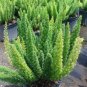 Garden Foxtail Fern Bonsai 100 PCS Seeds