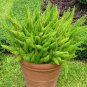 Garden Foxtail Fern Bonsai 100 PCS Seeds