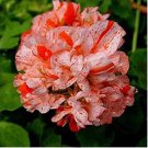 Garden Geranium Seed Rare Potted Flower 100 PCS Seeds Garden Geranium Seed Rare Potted Flower 100 PCS Seeds