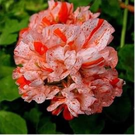 Garden Geranium Seed Rare Potted Flower 100 PCS Seeds