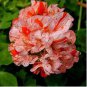 Garden Geranium Seed Rare Potted Flower 100 PCS Seeds