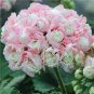 Garden Geranium Seed Rare Potted Flower 100 PCS Seeds