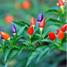 Garden Ornamental Hot Pepper 50 PCS Seeds