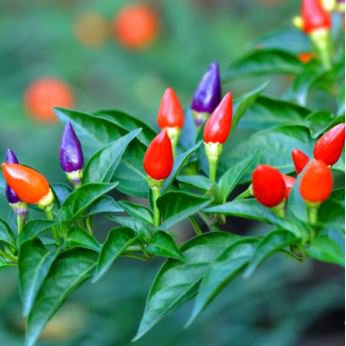 Garden Ornamental Hot Pepper 50 PCS Seeds