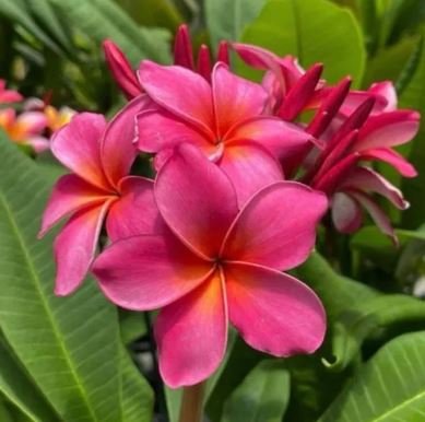 Garden Plumeria 100 PCS Seeds