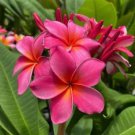 Garden Plumeria 100 PCS Seeds