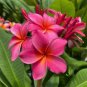 Garden Plumeria 100 PCS Seeds