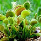 Garden Potted Flytrap Seeds Dionaea Muscipula 300 PCS Seeds Garden Potted Flytrap Seeds Dionaea Muscipula 300 PCS Seeds