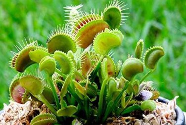 Garden Potted Flytrap Seeds Dionaea Muscipula 300 PCS Seeds