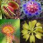 Garden Potted Flytrap Seeds Dionaea Muscipula 300 PCS Seeds