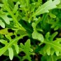 Garden Rocket Eruca Herbs Vegetable 120 PCS Seeds