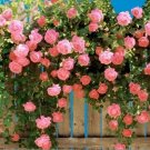 Garden Rose Seeds Big Double Flowers Climbing Plants 100 PCS Seeds Garden Rose Seeds Big Double Flowers Climbing Plants 100 PCS Seeds