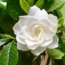 Gardenia Bonsai (Cape Jasmine) Amazing Smell & Beautiful Flowers 2 PCS Seeds