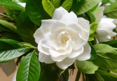 Gardenia Bonsai (Cape Jasmine) Amazing Smell & Beautiful Flowers 2 PCS Seeds