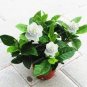Gardenia Bonsai (Cape Jasmine) Amazing Smell & Beautiful Flowers 2 PCS Seeds