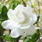 Gardenia Bonsai (Cape Jasmine) Amazing Smell & Beautiful Flowers 2 PCS Seeds
