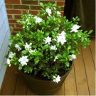 Gardenia Cape Jasmine White Flowers Bonsai 20 PCS Seeds