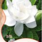 Gardenia Cape Jasmine White Flowers Bonsai 20 PCS Seeds
