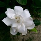 Gardenia Jasminoides Cape Jasmine Heirloom 28 PCS Seeds Gardenia Jasminoides Cape Jasmine Heirloom 28 PCS Seeds