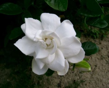 Gardenia Jasminoides Cape Jasmine Heirloom 28 PCS Seeds