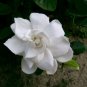 Gardenia Jasminoides Cape Jasmine Heirloom 28 PCS Seeds