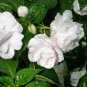 Gardenia Jasminoides Cape Jasmine Heirloom 28 PCS Seeds