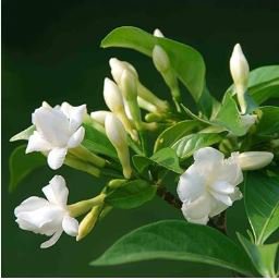 Gardenia Plant (Cape Jasmine) Home Garden Potted Bonsai 100 PCS Seeds