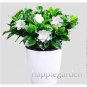 Gardenia Plant (Cape Jasmine) Home Garden Potted Bonsai 100 PCS Seeds