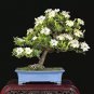 Gardenia Plant (Cape Jasmine) Home Garden Potted Bonsai 100 PCS Seeds