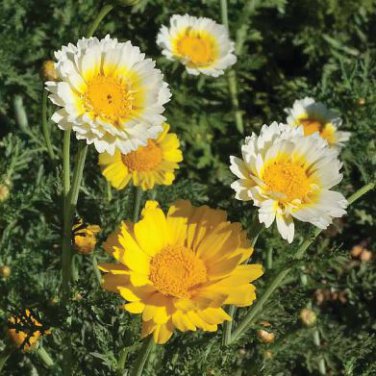 Garland Chrysanthemum 30 PCS Seeds