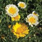 Garland Chrysanthemum 30 PCS Seeds