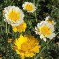 Garland Chrysanthemum 30 PCS Seeds