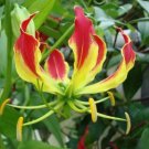 Garland Flame Lilium brownii Flower Balcony 50 PCS Seeds