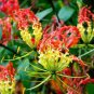 Garland Flame Lilium brownii Flower Balcony 50 PCS Seeds