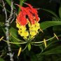 Garland Flame Lilium brownii Flower Balcony 50 PCS Seeds