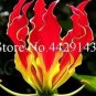 Garland Flame Lilium brownii Flower Balcony 50 PCS Seeds