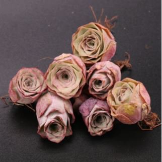 Gaurea El Hierro 10 PCS Seeds
