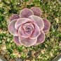 Gaurea El Hierro 10 PCS Seeds