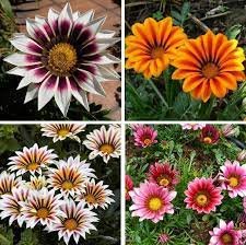 Gazania Bonsai Multicolor Mixed Plant Beautiful Gazania Flower Garden 100 PCS Seeds