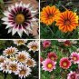 Gazania Bonsai Multicolor Mixed Plant Beautiful Gazania Flower Garden 100 PCS Seeds