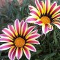 Gazania Bonsai Multicolor Mixed Plant Beautiful Gazania Flower Garden 100 PCS Seeds